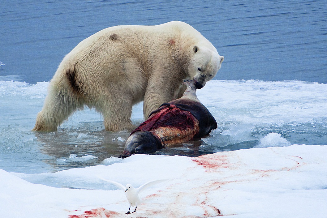 Reisebericht: „Spitzbergen & Island – Inseln aus Feuer und Eis“; Foto: (c) A.v.Chrzanowski