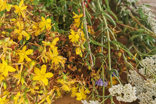 Naturpädagogin Jasmin Khalil zeigte auf dem Tuppenhof Heilkräuter für die Hausapotheke